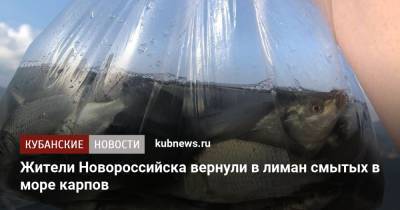 Жители Новороссийска вернули в лиман смытых в море карпов