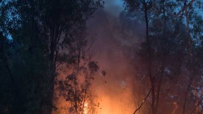 Крупный пожар во Франции уничтожил 200 гектаров растительности