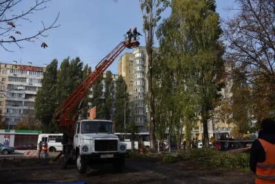 В Белгороде спилят засохшие и больные деревья