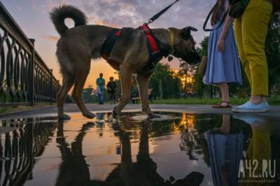 Впервые пёс из России получил итальянскую премию за спасение девочки