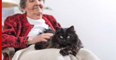 Кошки для пожилых: 7 пород, подходящих людям преклонного возраста