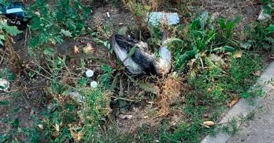 Названа причина массовой гибели птиц в Москве и Подмосковье