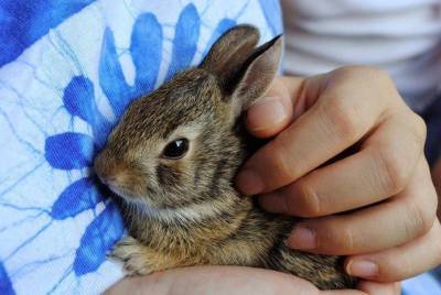 Хороши ли кролики в качестве питомцев для детей?
