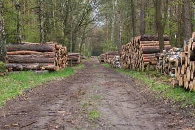 В Томской области прокуратура потребовала от коммерсантов восстановить вырубленный лес