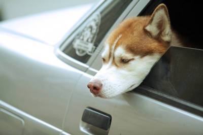 Законопроект об «ОСАГО» для владельцев собак рассмотрит ЗакС