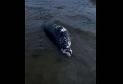 На берегу Финского залива нашли мертвую нерпу