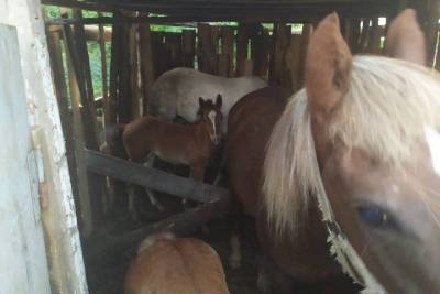 Пропавших в Нижнем Тагиле лошадей нашли в 50 километрах от места кражи
