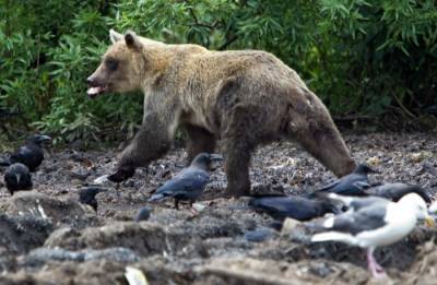 Аномальное скопление голодных медведей наблюдают экологи в заповеднике на севере Сахалина - interfax-russia.ru - Сахалин