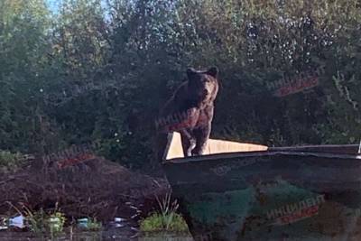 Медведь вышел в людям в кузбасском городе
