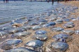 Туристы на Азовском море придумали способ превратить отдых в "рай" без медуз