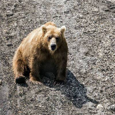 Экологи сообщают об аномальном скоплении медведей на Сахалине