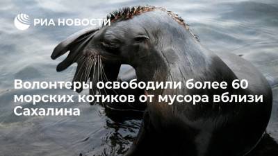 Волонтеры клуба "Бумеранг" освободили 64 морских котика от пластикового мусора вблизи Сахалина - ria.ru - Южно-Сахалинск - Сахалин