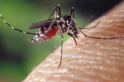 Отдыхающих в Седово атаковали красные комары