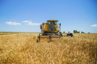 Казахстан назвал объемы убранных зерновых и зернобобовых культур с начала года