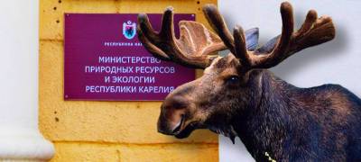 Власти Карелии объявили повторный прием заявлений на добычу лося