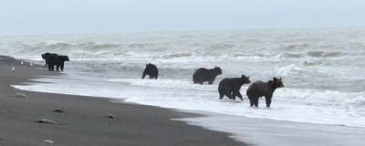 На Сахалине отметили аномальное скопление медведей у рек из-за дефицита горбуши