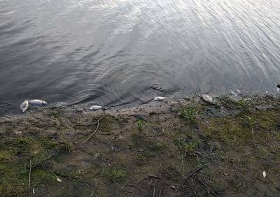 Очевидцы сообщили о гибели рыбы в реке под Рязанью