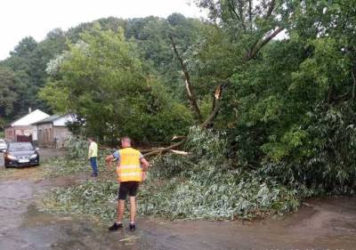 Ломал деревья, как спички: на Буковине пронесся мощный ураган