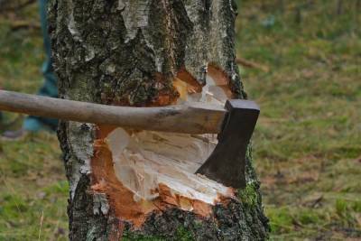 С «Волжской Ривьеры» взысканы более 2 млн рублей за нарушение лесного законодательства
