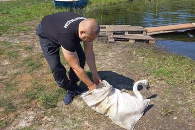 В Белгородской области спасли забредшего во двор частного дома лебедя