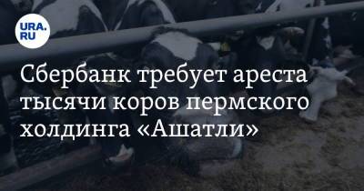 Сбербанк требует ареста тысячи коров пермского холдинга «Ашатли»