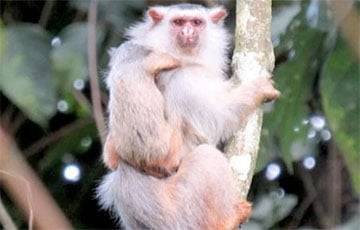В джунглях Бразилии открыли новый вид обезьян