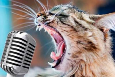 Появился очередной хит с "поющим" котиком: видео стало вирусным в Сети