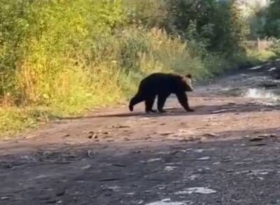 Вышел к людям: в Кузбассе полиция помогла вернуть медведя в лес