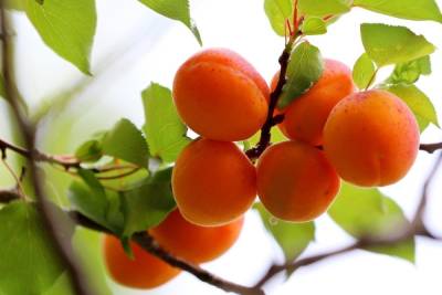Луганчанин застрял на дереве, собирая абрикосы