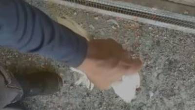 Жителя Беэр-Шевы сняли на видео, когда он отрывал головы голубям