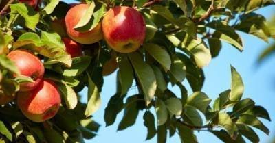 Яблоки дешевеют. Из-за высокого урожая их стоимость снизится на 15-20%