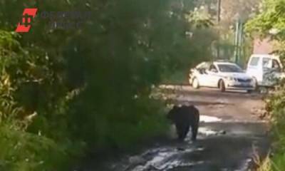 Медведь забрел в кузбасский город в поисках еды