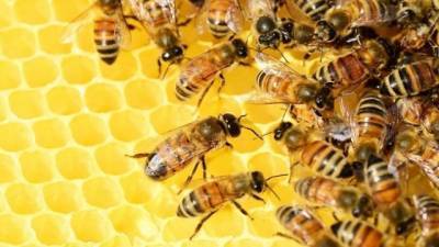 Украинский мед выходит на рынок Катара — Госпродпотребслужба