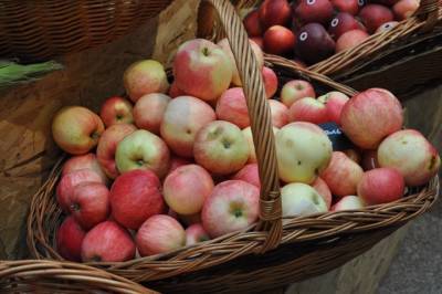 Диетолог объяснила, можно ли есть неспелые яблоки