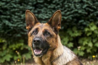 Служебная собака помогла псковским полицейским найти грабителя
