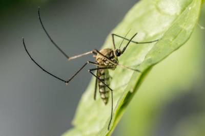 Жители Ростовской области пожаловались на стаи зеленых комаров