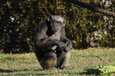 Скончалась старейшая в Европе шимпанзе Джуди