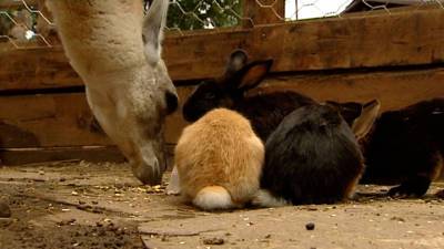 Вести. В Иркутском зоосаде кролики помогают ламе пережить стресс от переезда