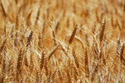 Украина в текущем сезоне уже собрала рекордный объем пшеницы, - Шмыгаль