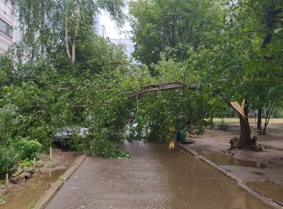 В Недостоеве сильный ветер уронил дерево на автомобиль
