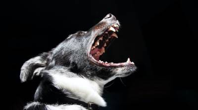 Скандальный воронежский зоозащитник о сносе забора в приюте: «Сбежали 70 собак»