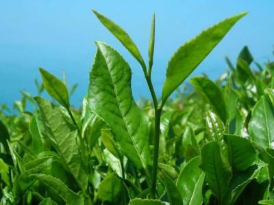Иран существенно нарастил поставки чая в Узбекистан
