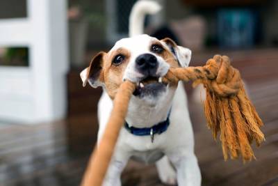 Для «опасных» собак в Петербурге ввели обязательное страхование