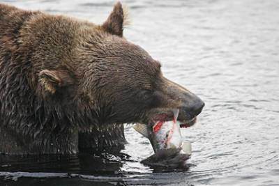 На российском острове обнаружили необычные скопления медведей