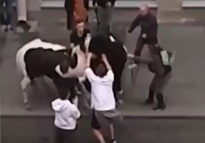 Видео: молодые люди избили лошадь и друг друга в центре Петербурга