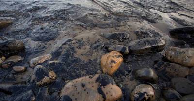 Черная смерть. Как Россия уничтожает экологию Черного моря