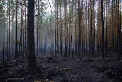 Минприроды Карелии призывает добровольцев на восстановление лесов