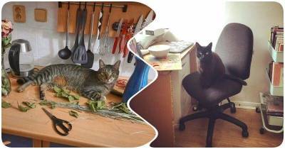 Коты, которые считают себя хозяева квартиры