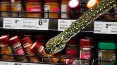 В Австралии змея вылезла с полки супермаркета: шокирующее видео
