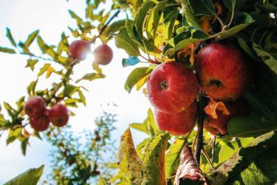 Яблочный Спас 2021: как правильно отмечать и что подавать к столу